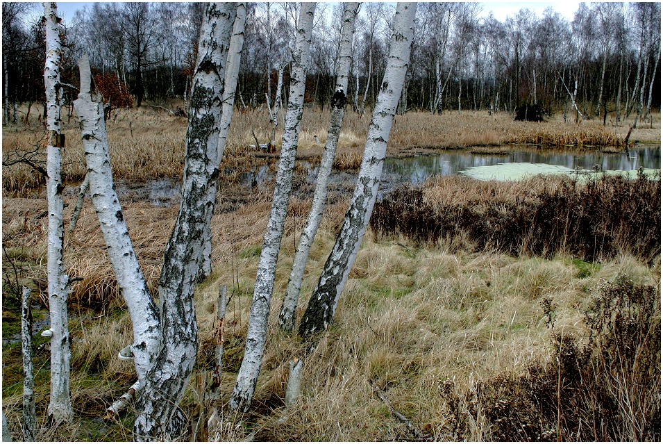 Im Hochmoor von Soos (3)