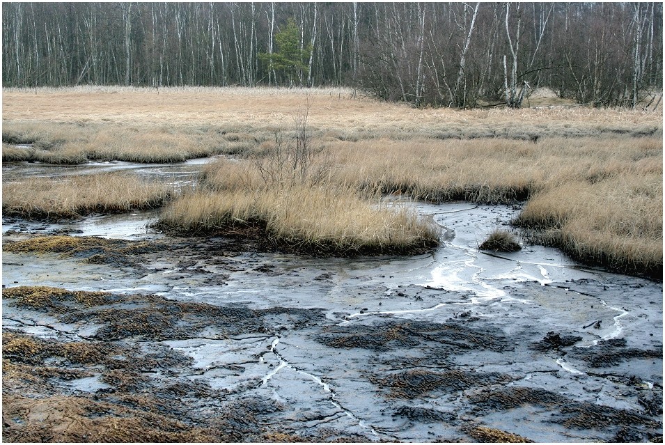 Im Hochmoor von Soos