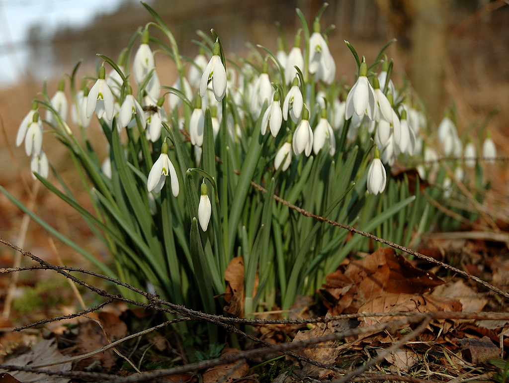 Im Hochsauerland blühen momentan nur Schneeglöckchen und Krokusse