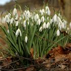 Im Hochsauerland blühen momentan nur Schneeglöckchen und Krokusse