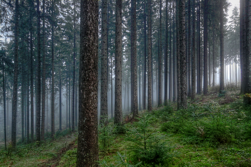 im Hochschwarzwald