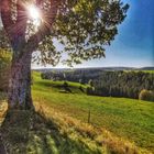 Im Hochschwarzwald, In the blackforest