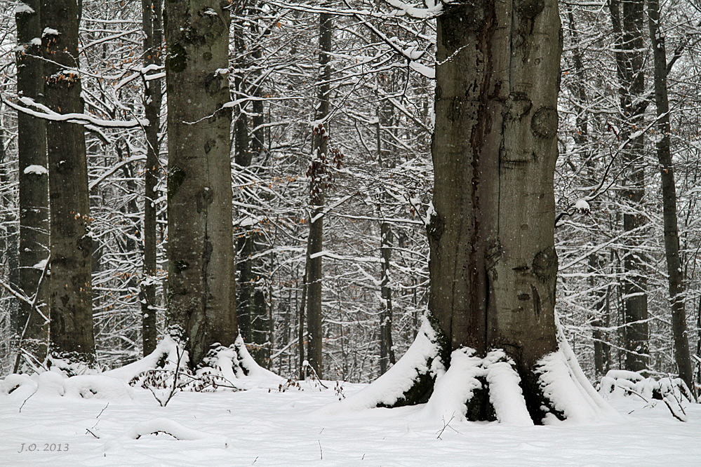 Im Hochspessart