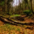 Im Hochwasserbett der Alten Isar II