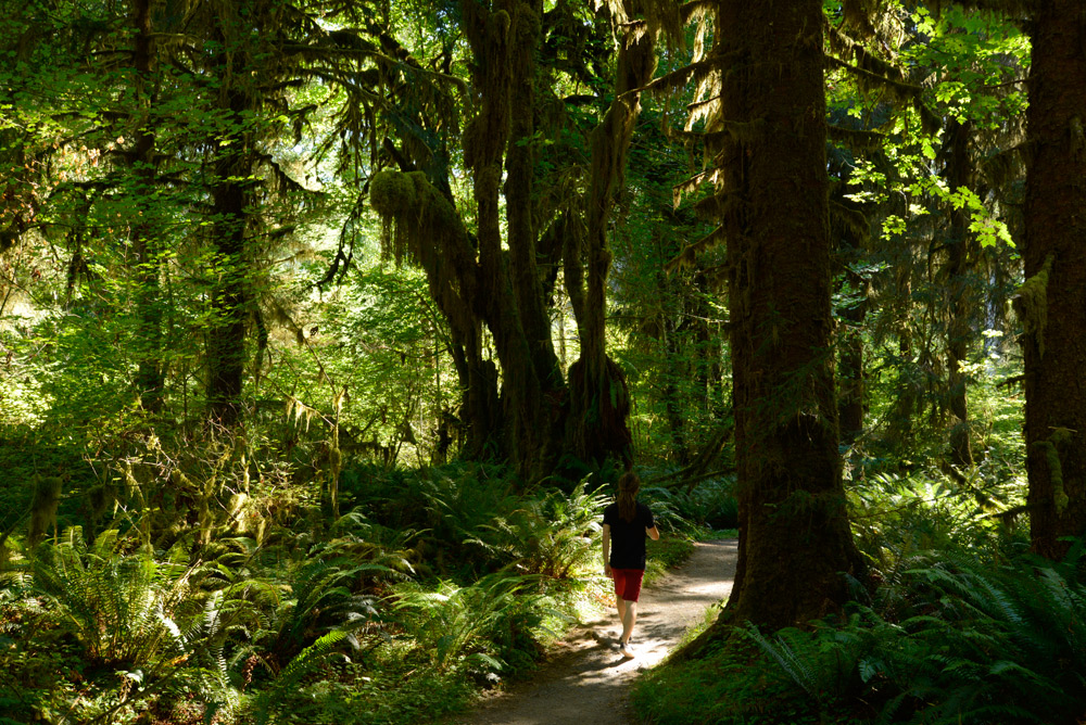 Im Hoh Rainforest