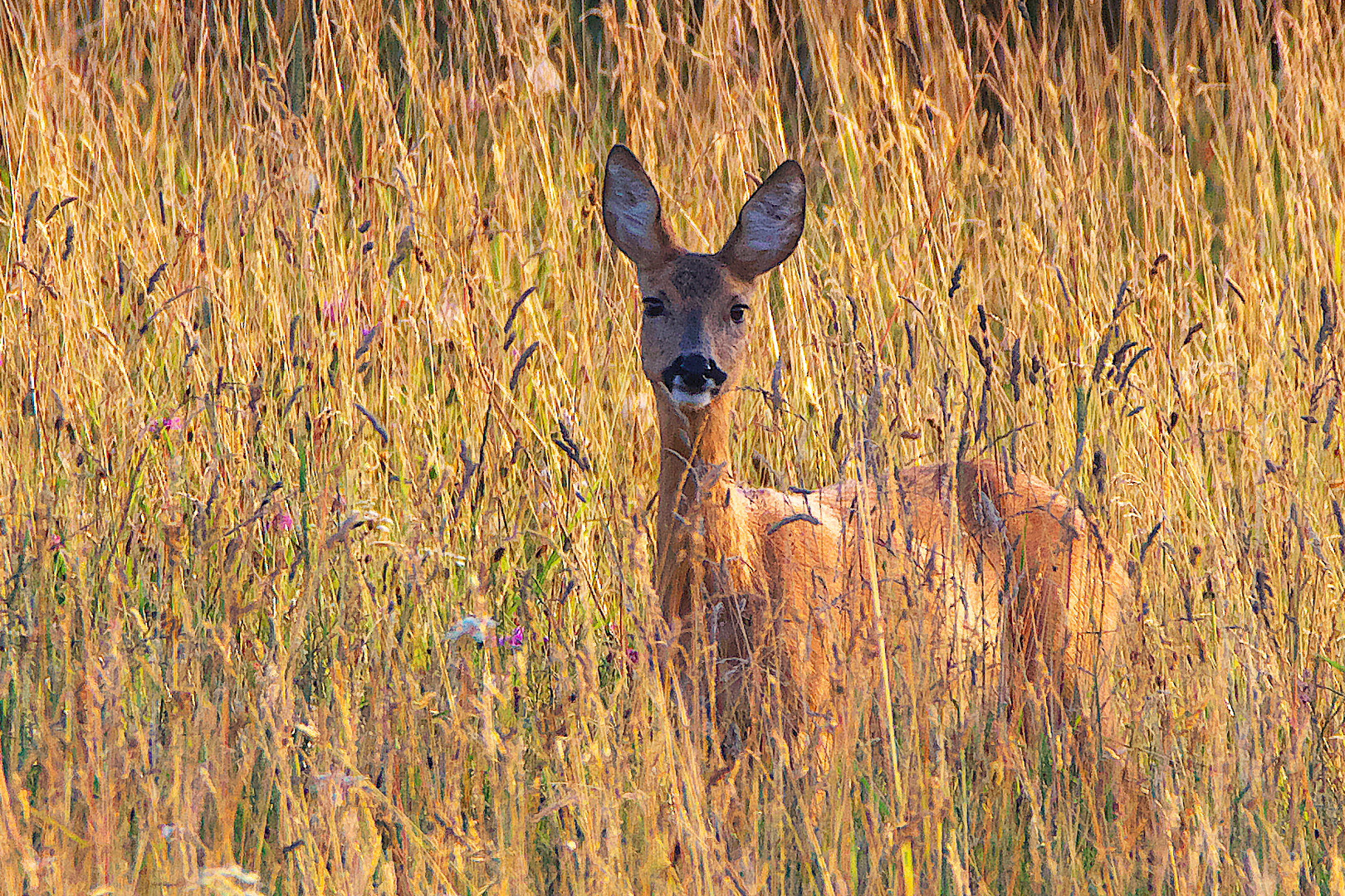 Im hohen Gras in der Abendsonne