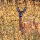 Im hohen Gras in der Abendsonne