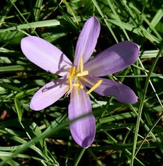 Im hohen Gras versteckt