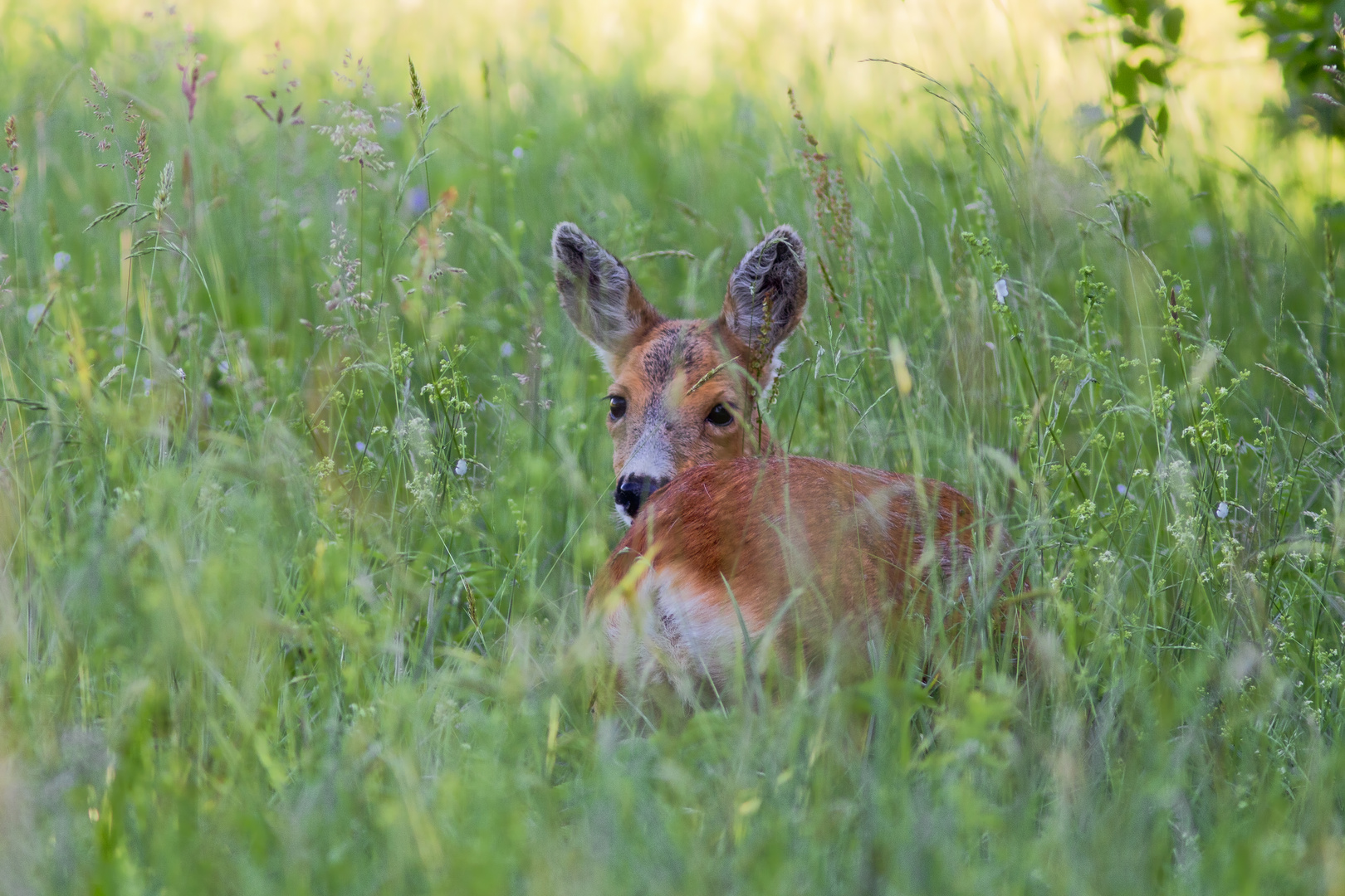 Im hohen Gras versteckt