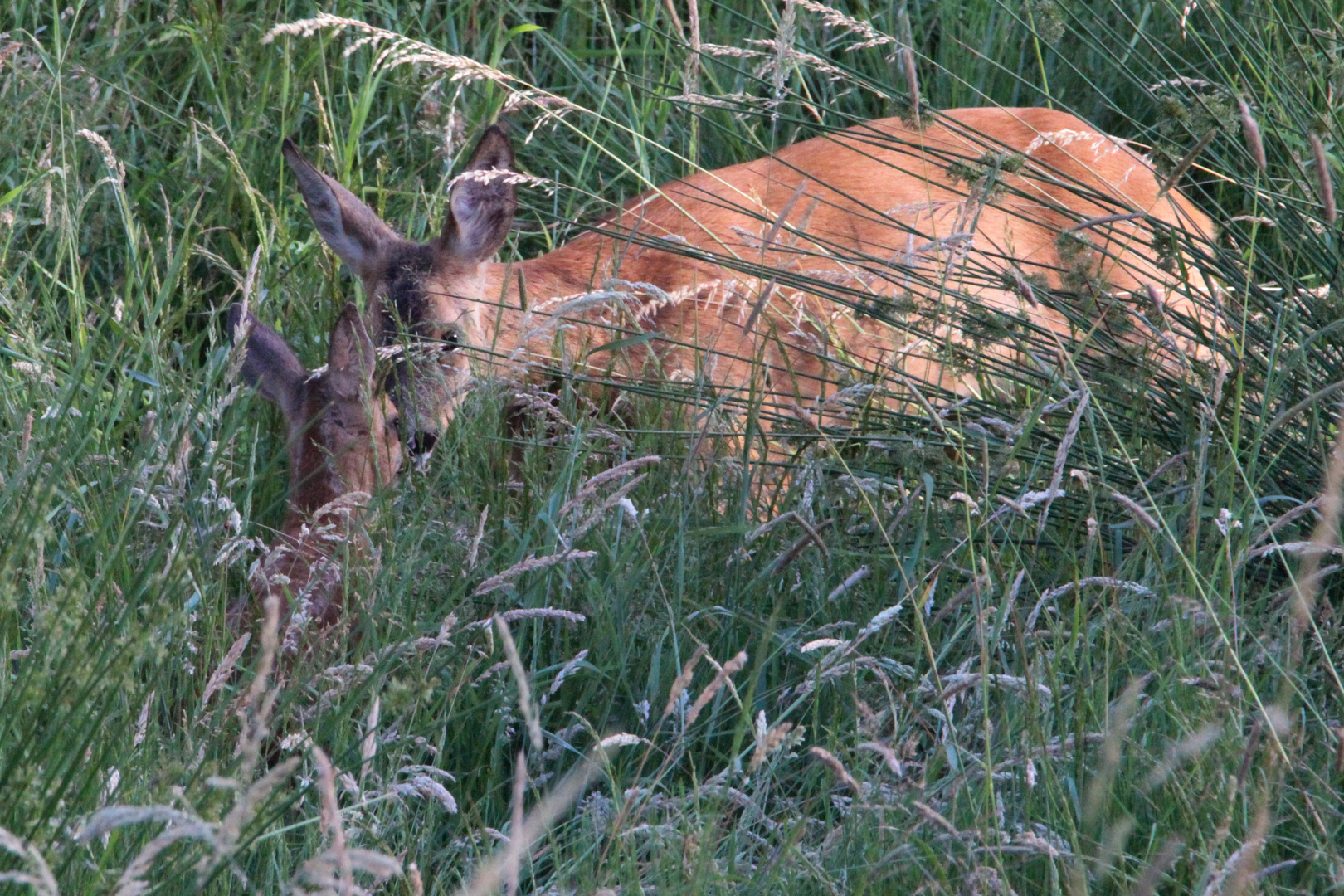 Im hohen Gras versteckt ...