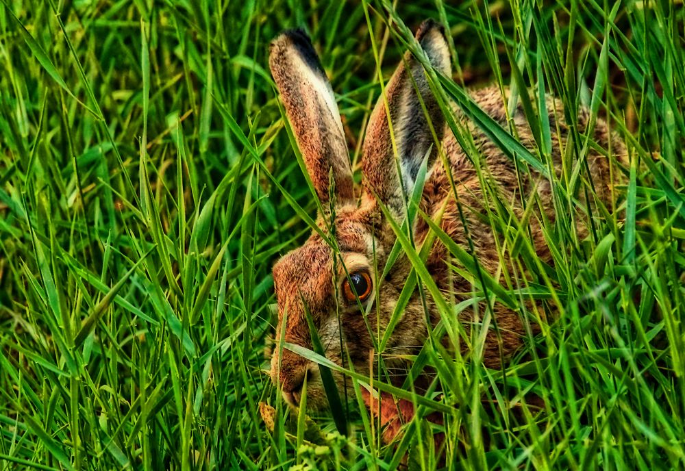 "Im hohen Grase ..... harrt der Hase"