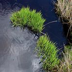 Im Hohen Venn - Hautes Fagne