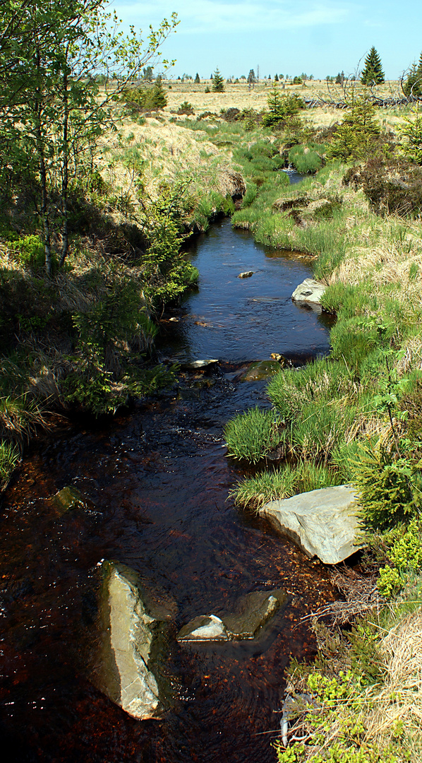 Im Hohen Venn - Hautes Fagnes