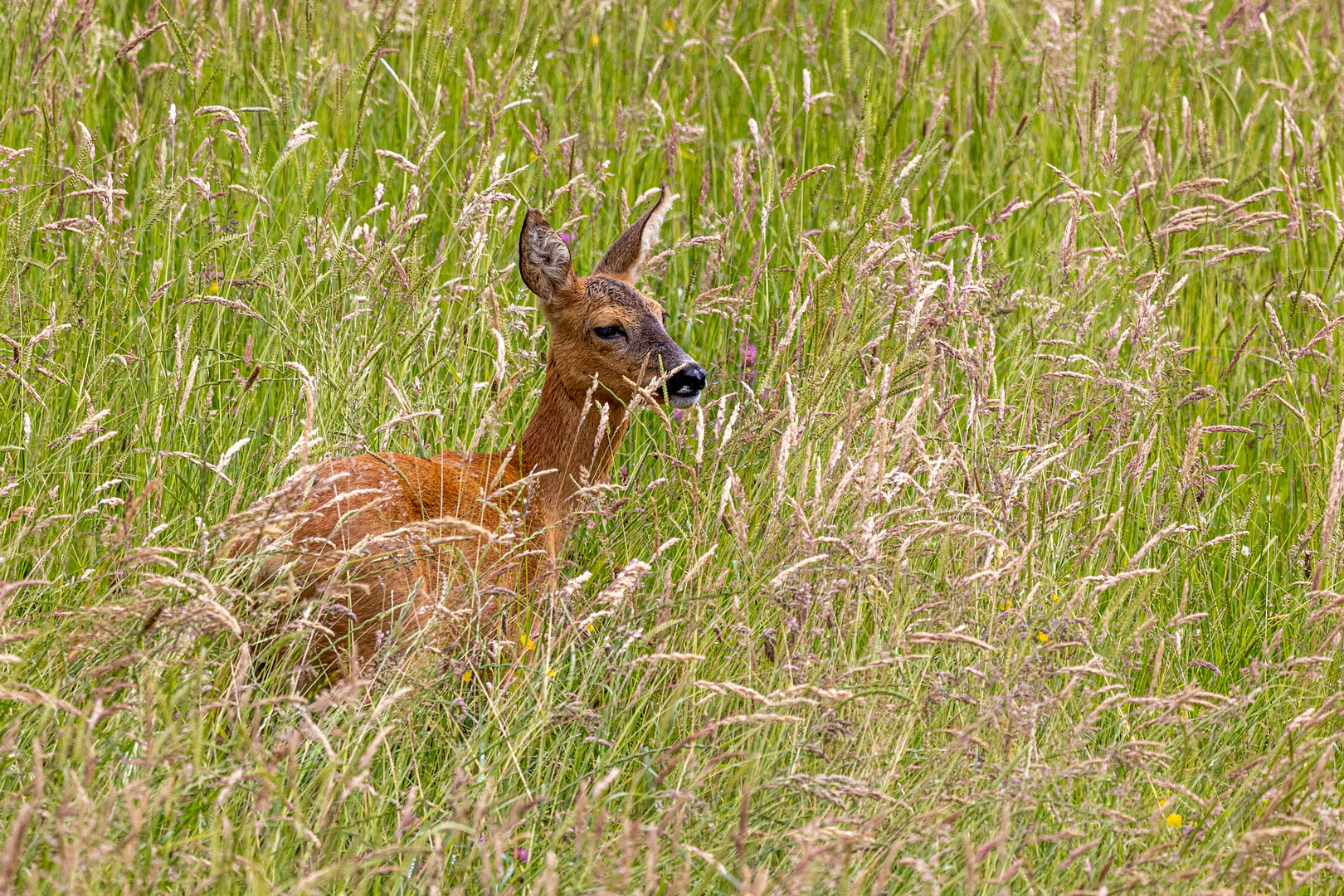 Im hohen Wiesengras