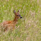 Im hohen Wiesengras