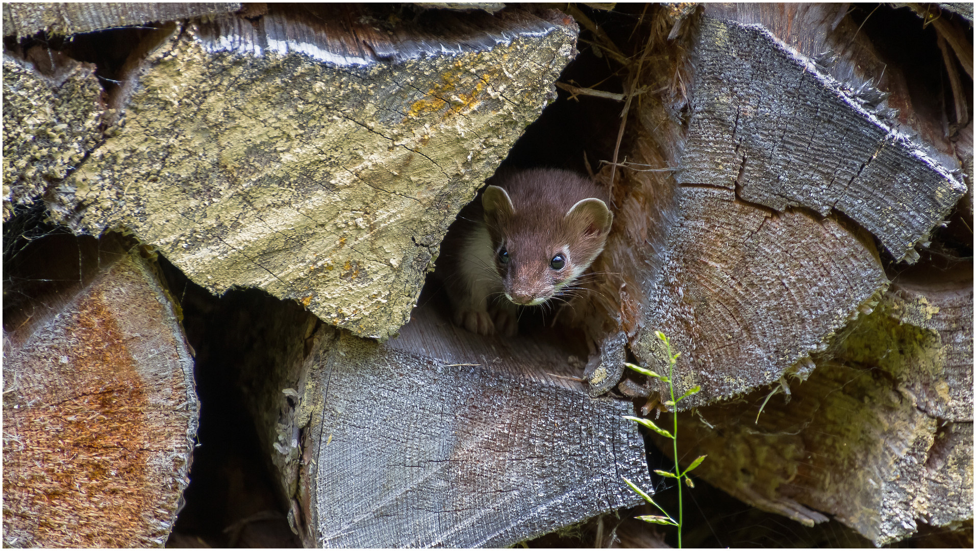 Im Holzstapel