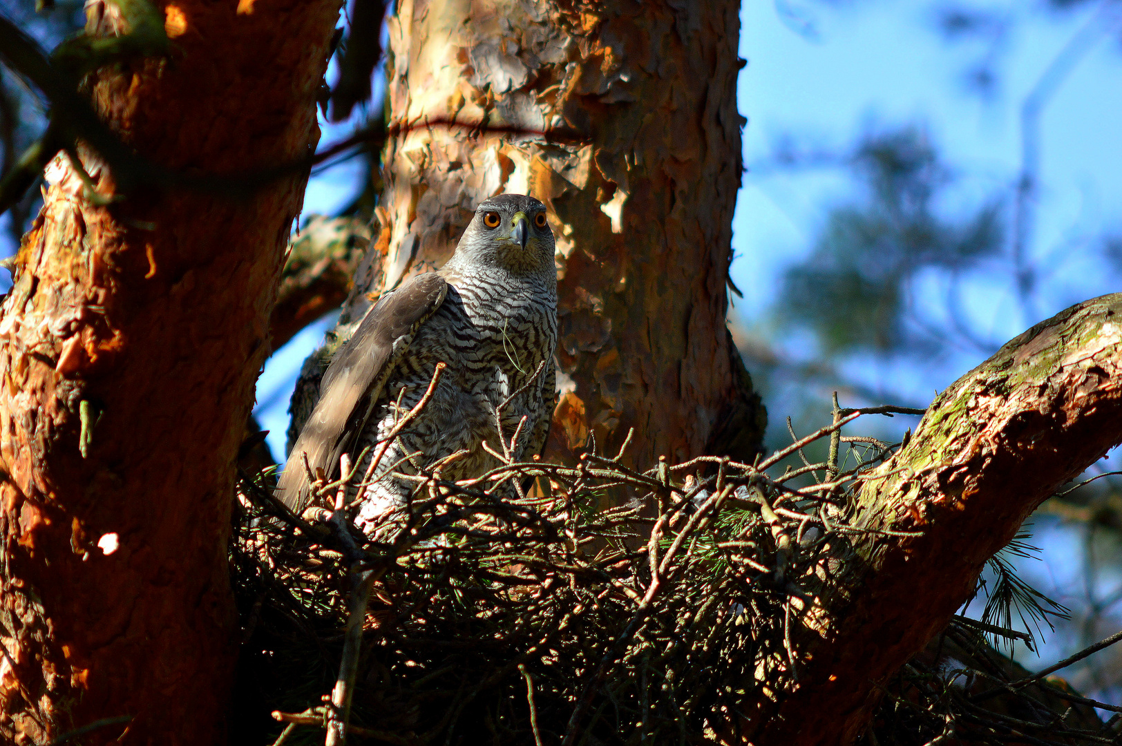 im Horst Foto & Bild natur, tiere, wildlife Bilder auf