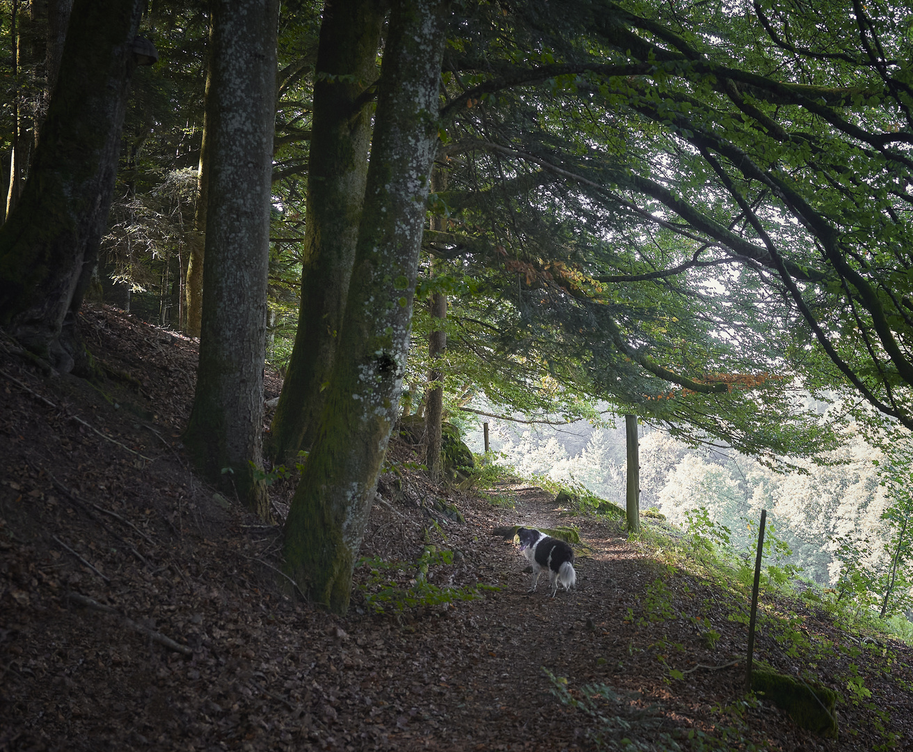 ...im Hotzenwald unterwegs