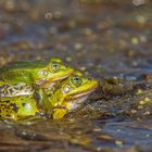 im Huckepack ins Glück - Teichfrosch