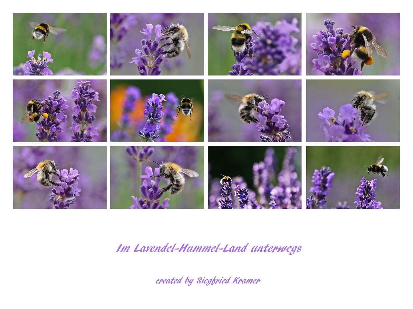 im Hummel-Lavendel-Land.......