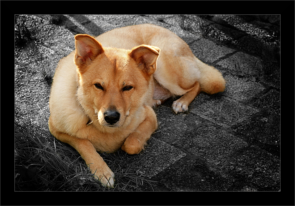 Im Hundehimmel... Foto & Bild tiere, tier und mensch, trauer um ein
