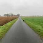 Im Hunteburgischen am Karlshaar wo anekdotisch des Großen Rosses Huf Schmiederei erfuhr! 1/2