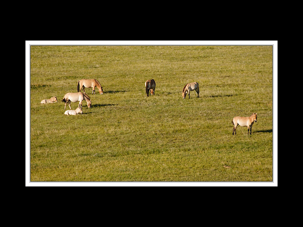 Im Hustai-Nationalpark 03