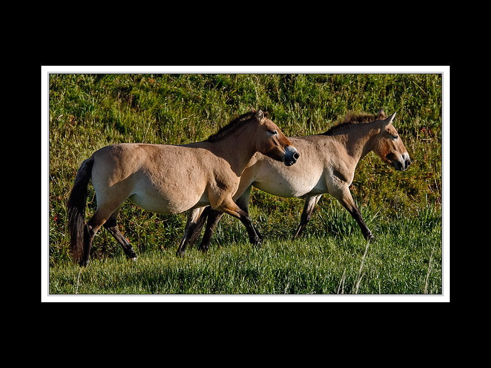 Im Hustai-Nationalpark 04