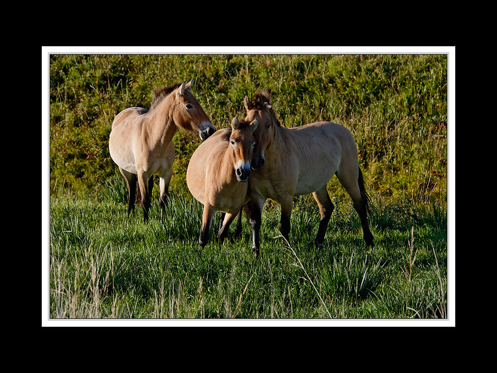 Im Hustai-Nationalpark 05