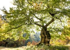 Im Hutewald "Halloh"