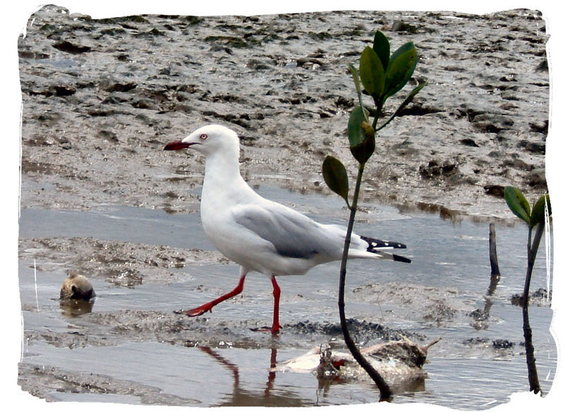 I'm in love with seagulls...