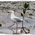 I'm in love with seagulls...