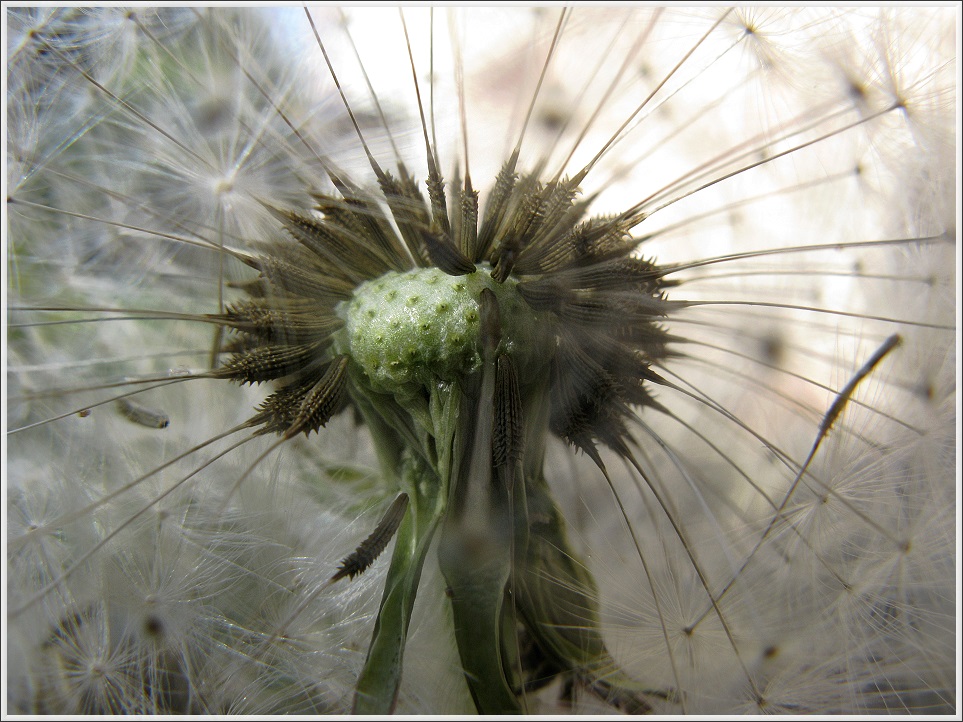 im innerem der Pusteblume