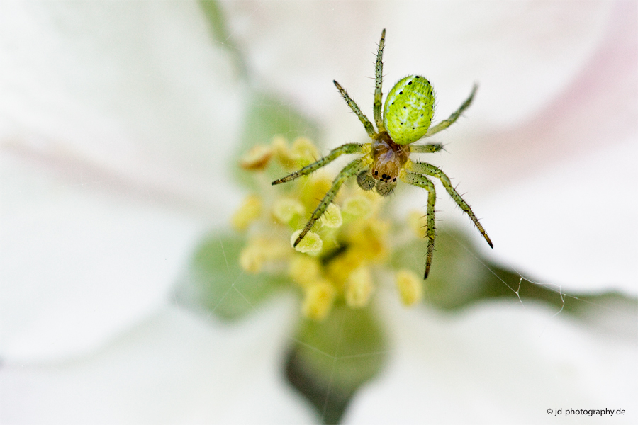 Im Inneren der Apfelblüte