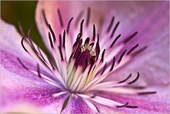 Im Inneren der Clematis