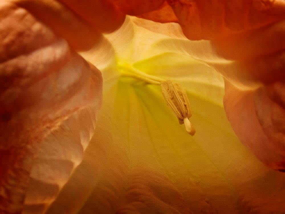 Im Inneren der Engelstrompete (Sinnliche Blüten 2010)