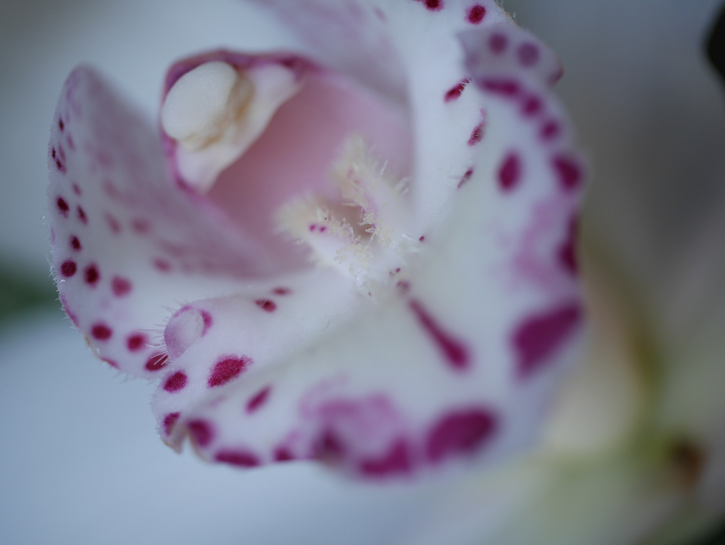Im Inneren der Orchidee 2