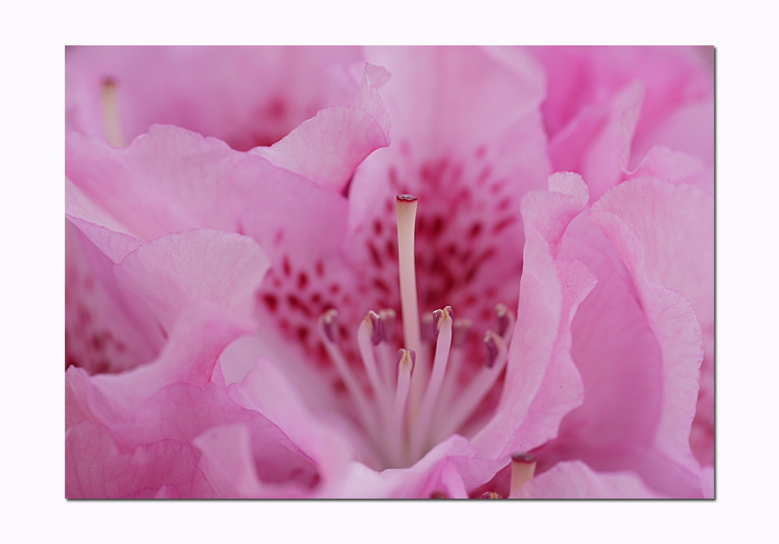 im Inneren der Rhododentronblüte