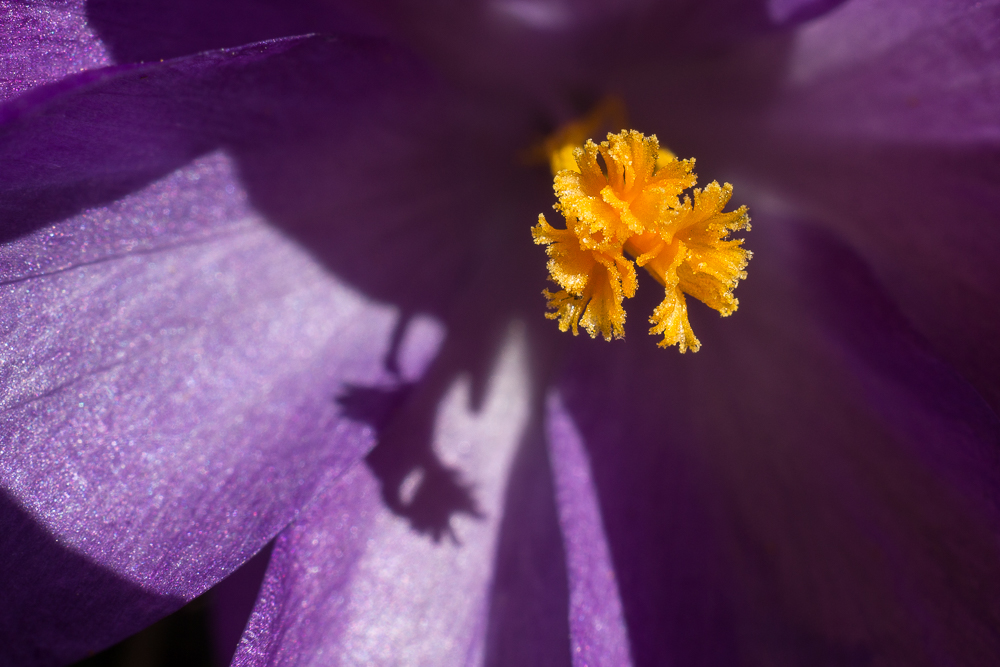 im Inneren des Krokus