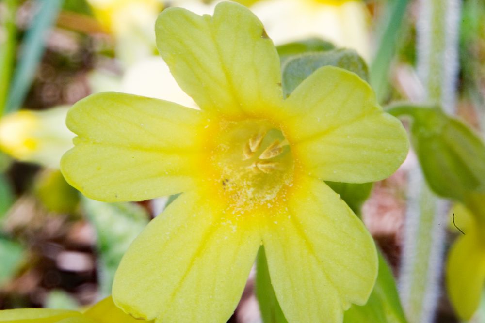 Im Inneren einer Blüte