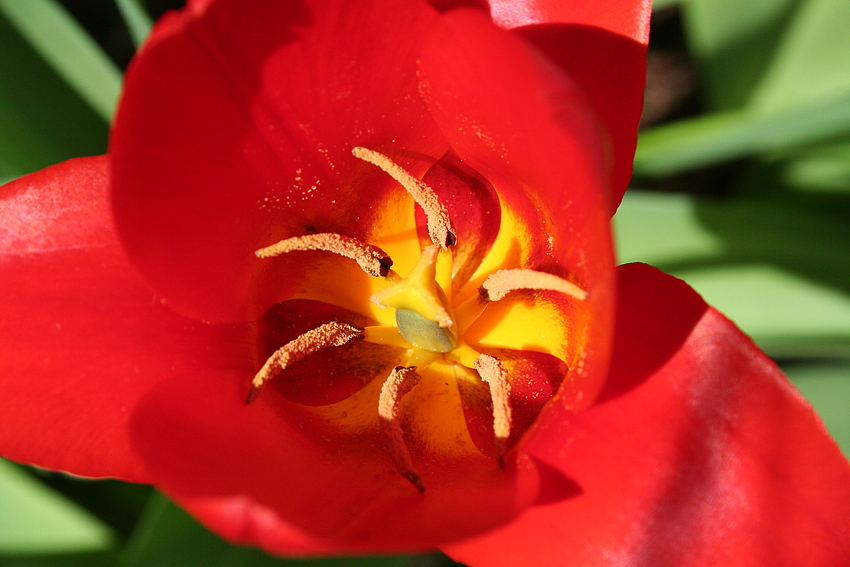 Im Inneren einer Blüte ...:-)