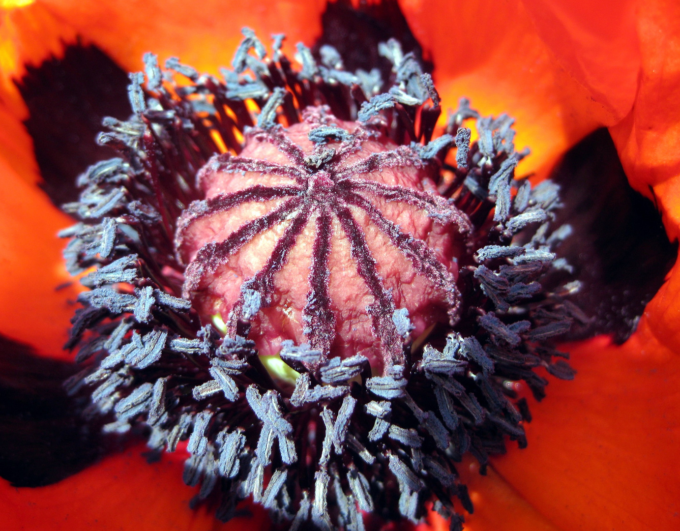 Im Inneren einer Mohnblüte