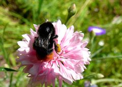 "Im Innern der Blüte" 12