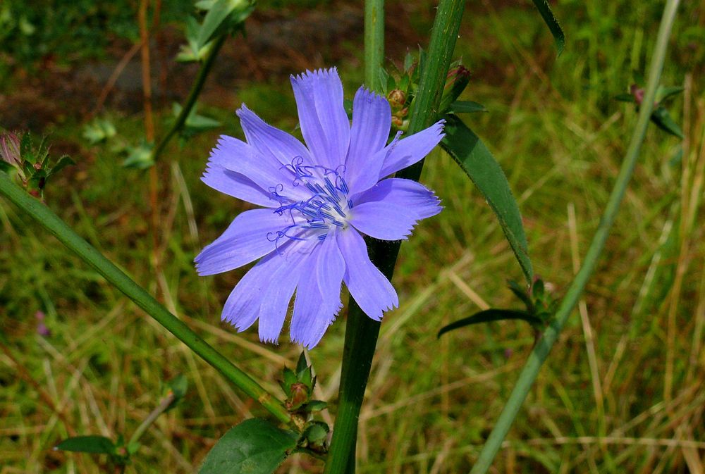 "Im Innern der Blüte" 14