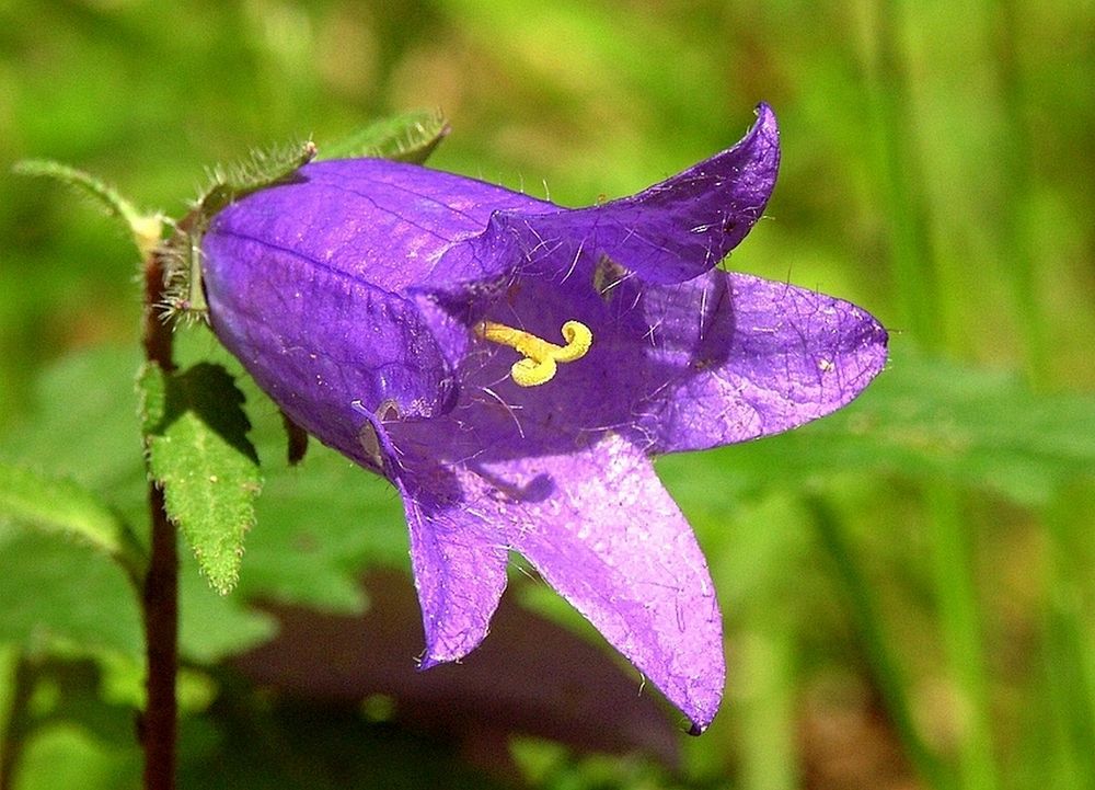 "Im Innern der Blüte"   2