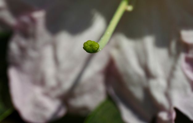 ~  im Innern der Gladiole ~