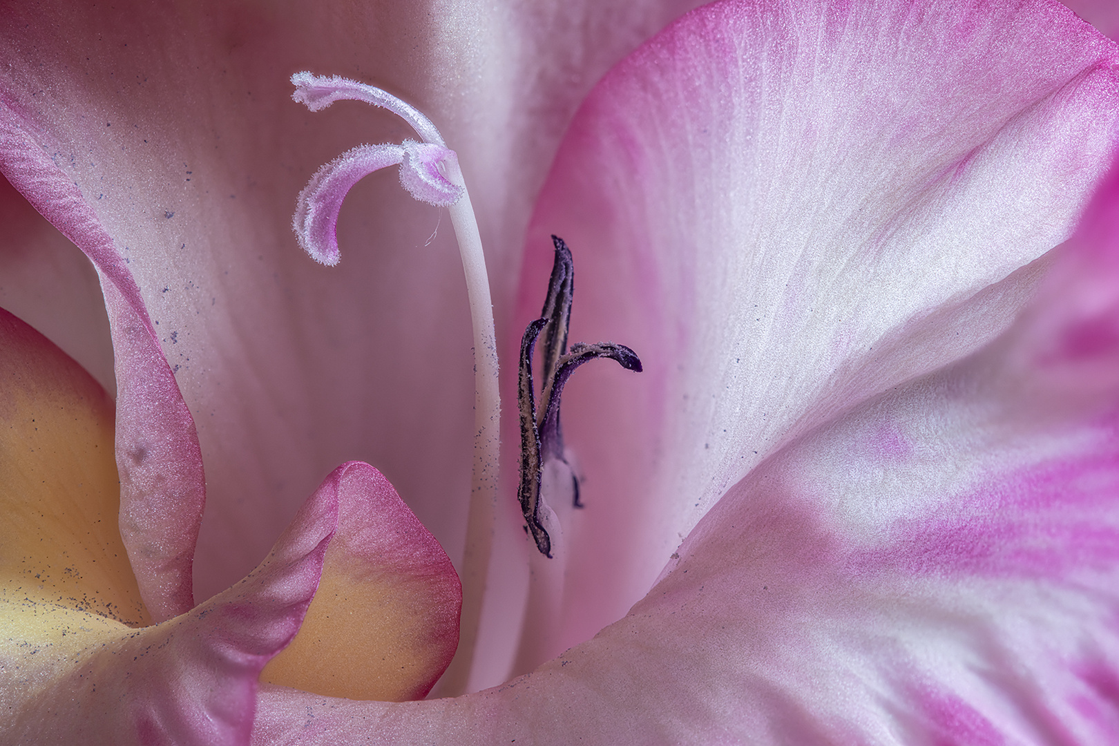 Im Innern einer Gladiolenblüte