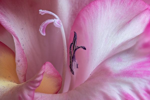 Im Innern einer Gladiolenblüte