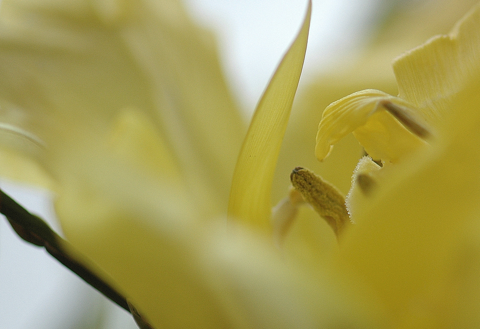 Im Innern einer schon fast verblühten gelben Tulpe