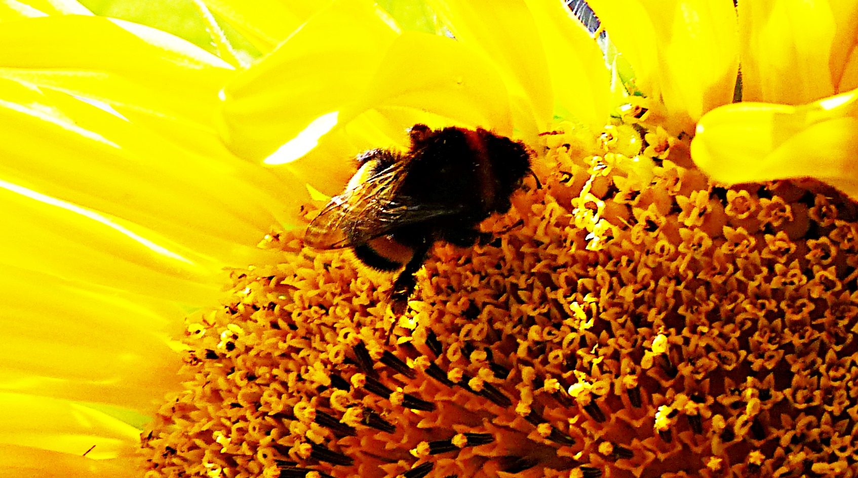 Im innern einer Sonnenblume